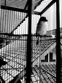 Close-up of bird perching in cage