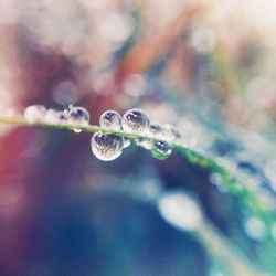 Close-up of water drops on leaf