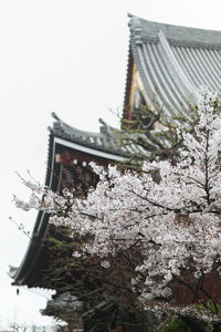 Low angle view of cherry blossom by building