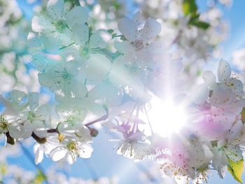 Low angle view of cherry blossoms in spring