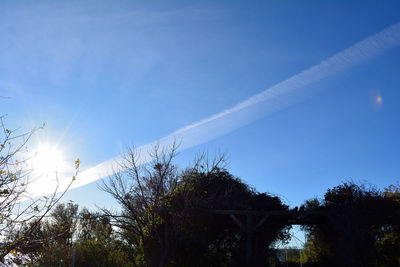 Low angle view of trees against blue sky