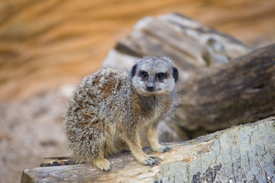 Portrait of meerkat on rock