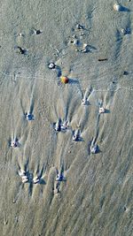 High angle view of starfish on field