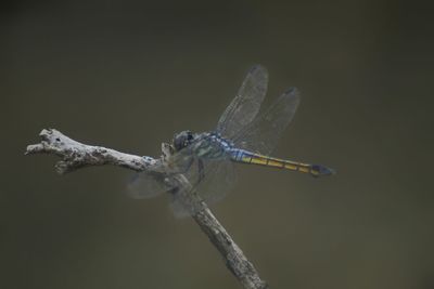 Close-up of dragonfly on twig