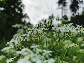 Close-up of flowering plants on land