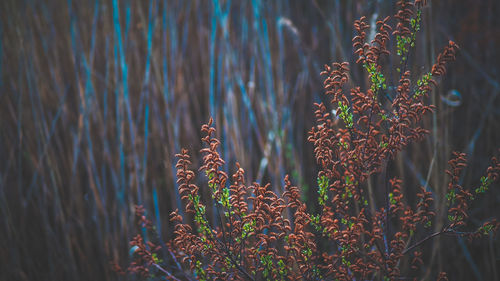 Close-up of plants growing on land