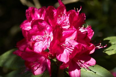 Close-up of pink flowering plant