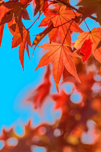 Low angle view of maple leaves against sky