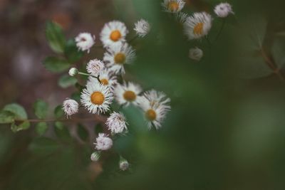 Close-up of white flowering plant