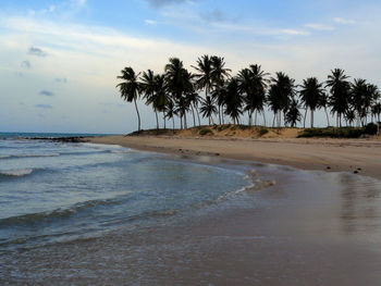 Scenic view of palm trees on beach against sky