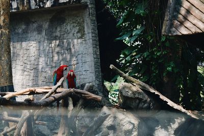 Men by tree trunk amidst plants