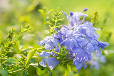 Close-up of purple flowering plants