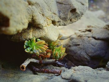 Close-up of plant