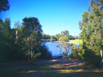 Trees by lake against clear sky