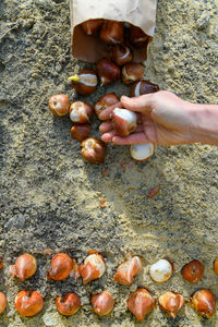 Cropped image of hand holding seashells