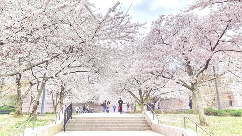Group of people on cherry blossom in park