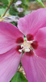 Close-up of pink hibiscus flower