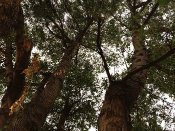 Low angle view of trees in forest against sky