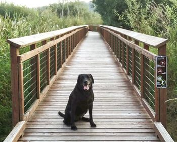 Dog on wooden footbridge