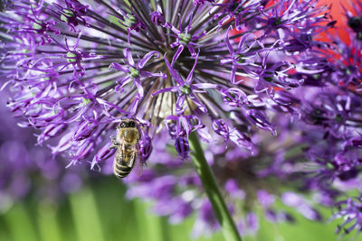 Close-up of bee pollinating on fresh purple flower