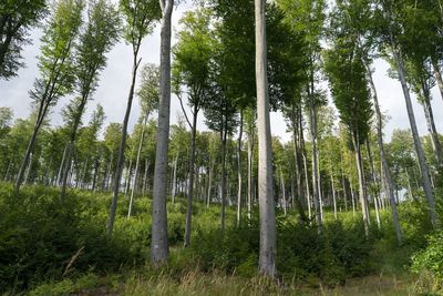 Pine trees in forest