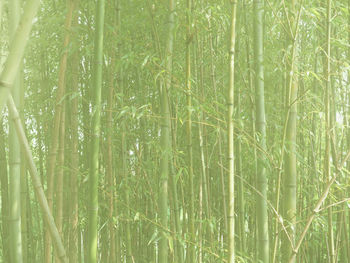 Full frame shot of bamboo on field