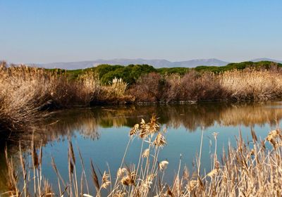 Scenic view of lake against clear sky