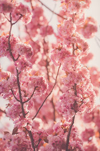 Low angle view of pink cherry blossom