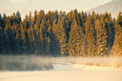 Green glowing fir trees behind low fog in the winter mountains