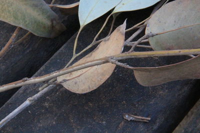 High angle view of dry leaves on field