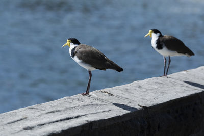 Seagull perching on wooden post