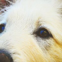 Close-up portrait of dog