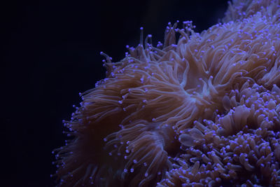 Close-up of coral in sea