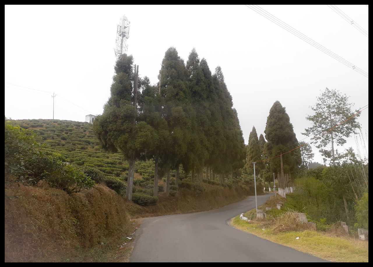 ROAD AMIDST TREES AND PLANTS AGAINST SKY