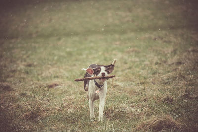 Dog on field