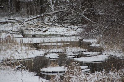 Snow covered bare trees on landscape