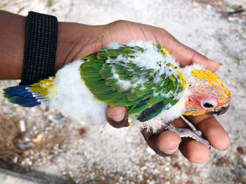 Close-up of hand holding leaf