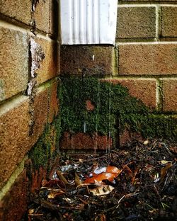 Plant growing on wall