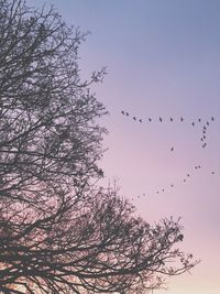 Low angle view of birds flying in sky
