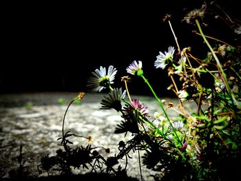 Close-up of flowers at night