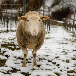 Portrait of sheep on snow covered vineyard 