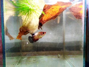 Fish swimming in sea seen through glass