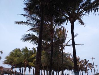 Low angle view of coconut palm trees against sky