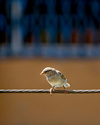 Close-up of bird perching on fence