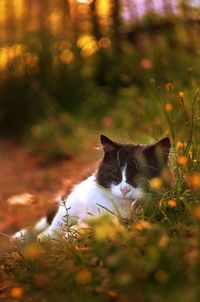 Portrait of cat on grass