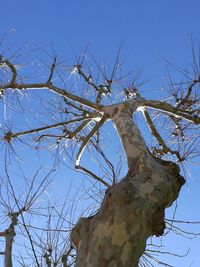 Low angle view of bare tree against clear blue sky