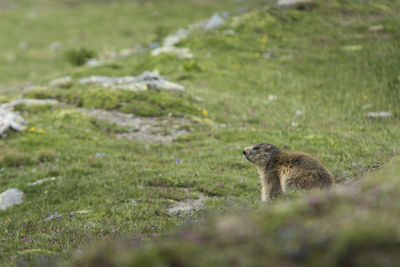 Side view of meerkat on field