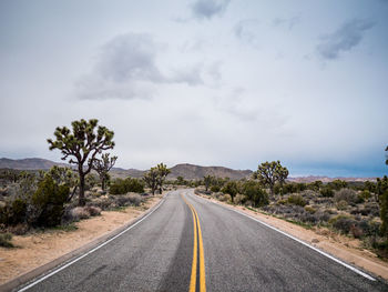 Roadway in joshua tree national park winding through joshua trees