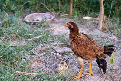 A hens on a traditional free range poultry organic farm grazing on the grass with copy space