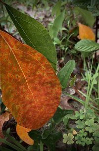 Close-up of autumnal leaves